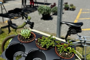 rode to the plant thing and got myself some succulents 