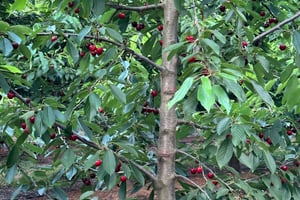 picking cherries 🍒 