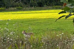 exploring the Trans Canada Trail