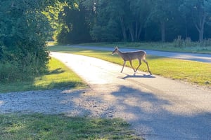 Long Meech - Oh Deer!