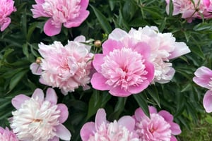 riding back from plaisance