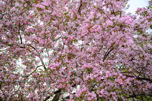 Cherry Blossom at the Arboretum