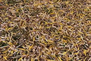 Wandering around Ottawa