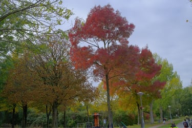 amsterdam parks ride