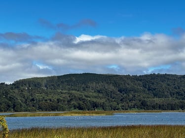 Valdivia 👉 Niebla