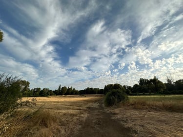 picking cherries 🍒 