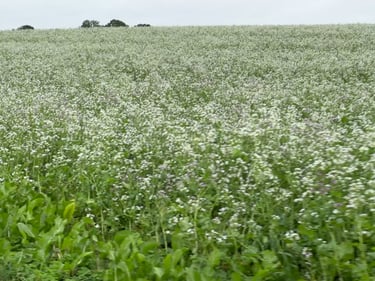 To Hårbølle #eurobiketrip