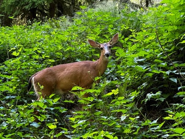 Exploring North Vancouver