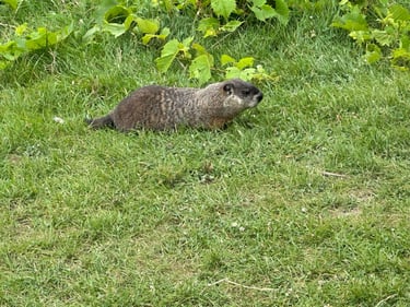 Montmorency Falls 🤙