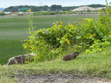 Montmorency Falls 🤙
