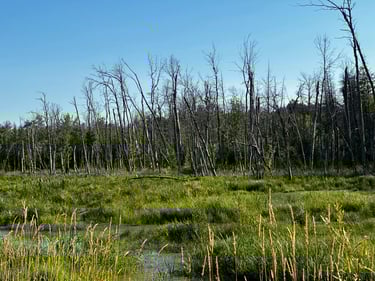 Bikepacking to The Opinicon