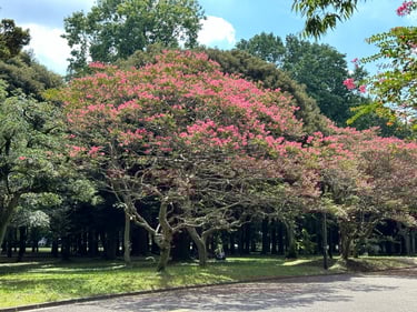 Tokyo Scramble to Yoyogi Park