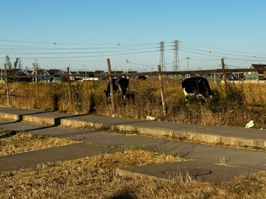 Wandering around Monterrico