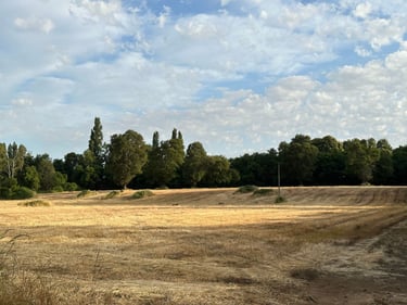 picking cherries 🍒 
