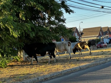 Wandering around Monterrico