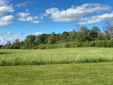 a large green field with trees in the background