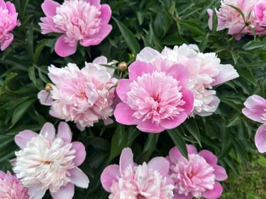 riding back from plaisance