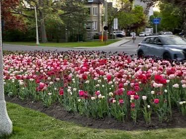 chill ride around the canal
