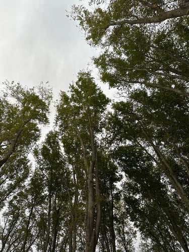 amsterdam parks ride