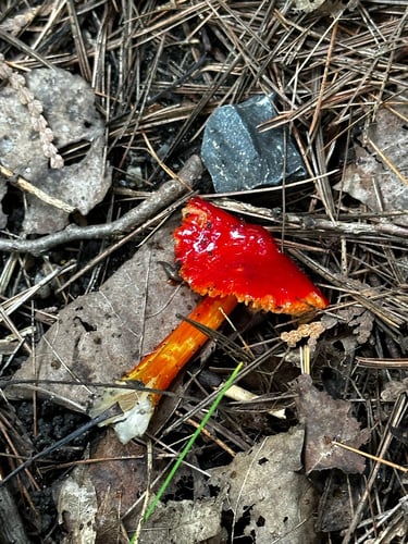 back home from wesley clover parks