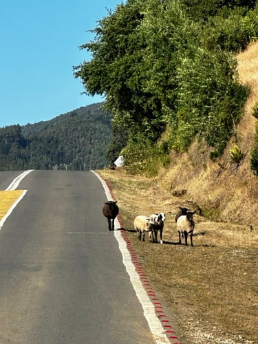 Niebla + Corral 🚵‍♂️