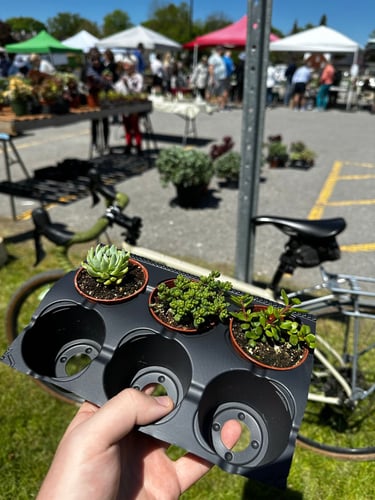 rode to the plant thing and got myself some succulents 
