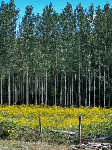 Valdivia 👉 Niebla