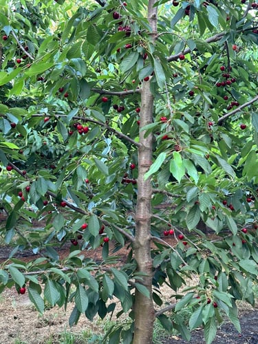 picking cherries 🍒 