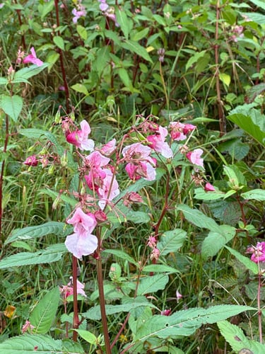 To Krautsand #eurobiketrip