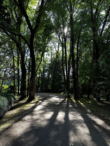 Valdivia 👉 Niebla