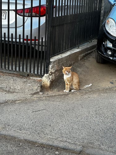 Wandering around Monterrico