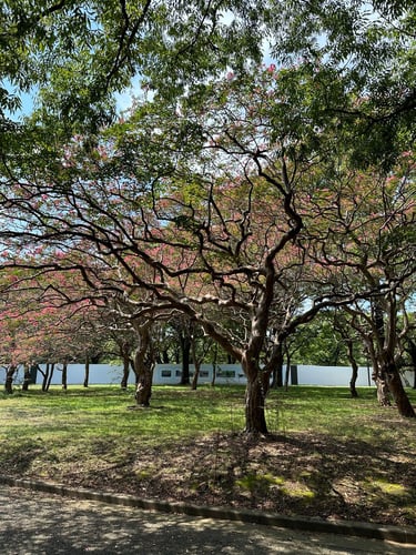 Tokyo Scramble to Yoyogi Park