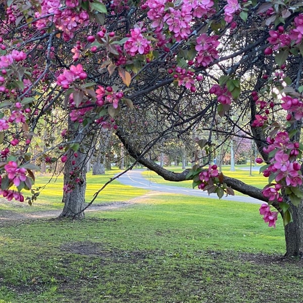 Experimental Farm and Carlington Woods