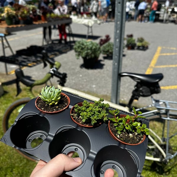 rode to the plant thing and got myself some succulents 