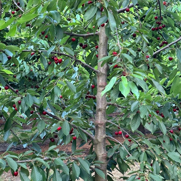picking cherries 🍒 