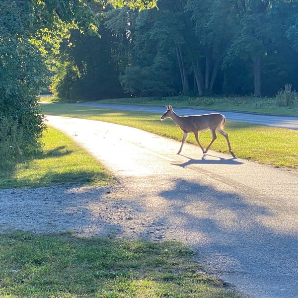 Long Meech - Oh Deer!