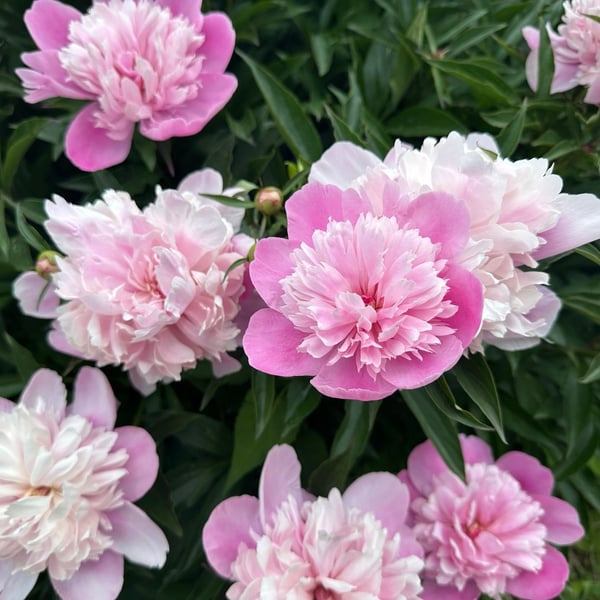 riding back from plaisance