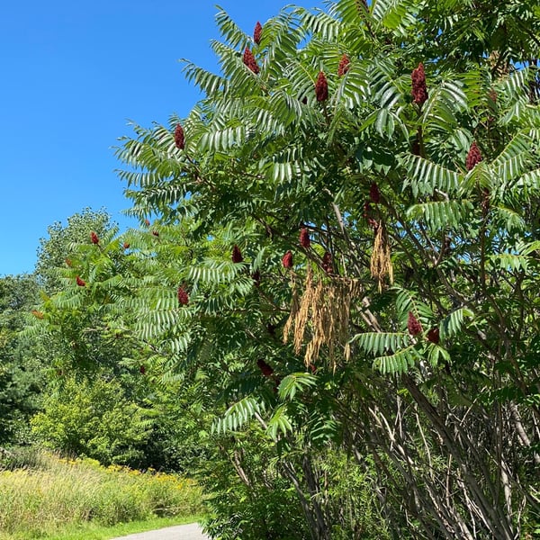 Airport Sun ☀️ 🕶 🌞 😎 