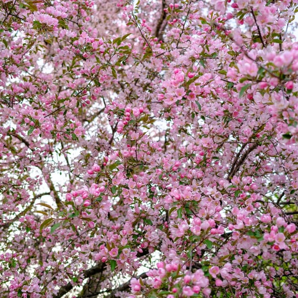 Cherry Blossom at the Arboretum