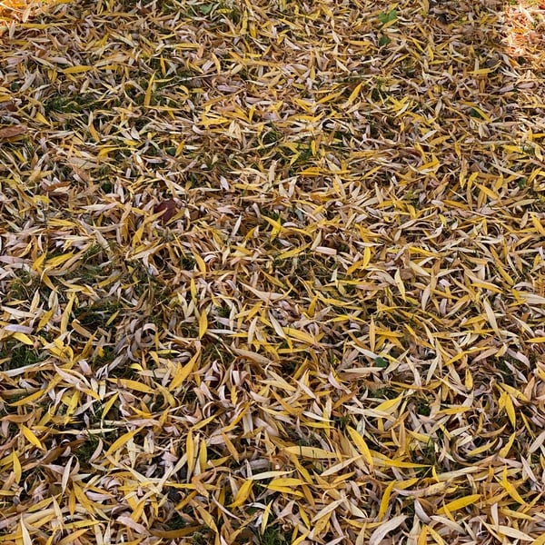 Wandering around Ottawa